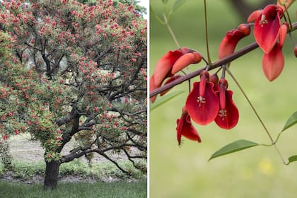 Reconocida como flor nacional, el ceibo se recomienda como árbol de sombra.