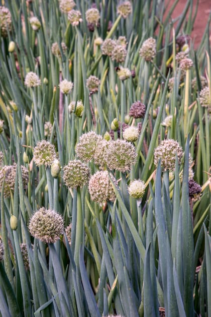 Reconocidas por sus aromas penetrantes, las especies del género allium, liberan compuestos sulfurosos que resultan repelentes para roedores y reptiles