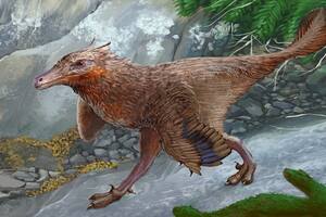 Hallan restos de una especie de dinosaurio carnívoro hasta ahora desconocida: así era “Diuqin”