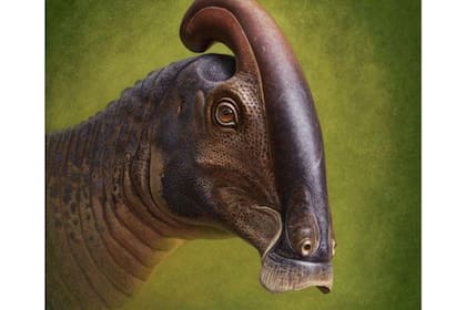 Reconstrucción de la cabeza en vida de Parasaurolophus cyrtocristatus basada en restos recién descubiertos