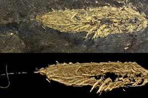 Reconstrucción de la morfología de Lomankus edgecombei mediante tomografía computarizada