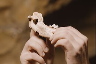 Hallan en Turquía al perro doméstico más antiguo del mundo: comía pescado