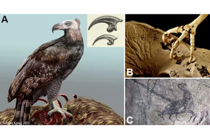 Reconstrucción del águila extinta de Haast con la cabeza desnuda de plumas como en los buitres; se muestra una comparación de su garra (arriba) con la del águila audaz australiana (abajo)