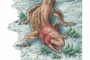 Restos fósiles de un lagarto permiten acercarse a la época en que la Patagonia y Oceanía estaban unidas