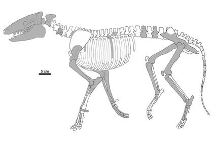 Reconstrucción esquelética de Cambaytherium thewissi, con elementos conservados mostrados en gris. Aunque gran parte del esqueleto está representado, las proporciones deben considerarse aproximadas porque los elementos se encontraron aislados y representan a múltiples individuos.