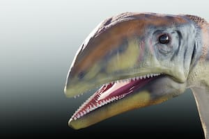 Identifican una nueva especie de dinosaurio en Groenlandia