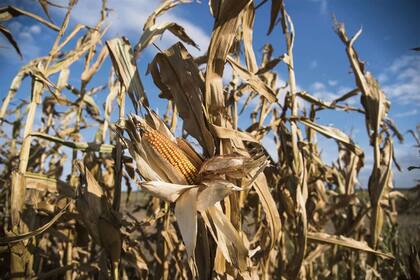 No resulta difícil imaginar el sinnúmero de beneficios de todo tipo que el potencial aumento de la producción que se conseguiría desarrollando estas áreas que cubren millones de hectáreas