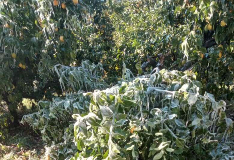 Naranjas bajo cero: la ola polar provocó una drástica pérdida en una región