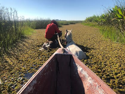 Recorrido en un bote, empujado por caballos, entre los pantanos de Iberá