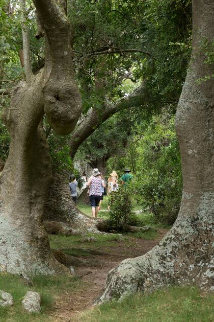Recorrido por el misterioso Monte de Ombúes, ubicado dentro de la laguna de Castillo.