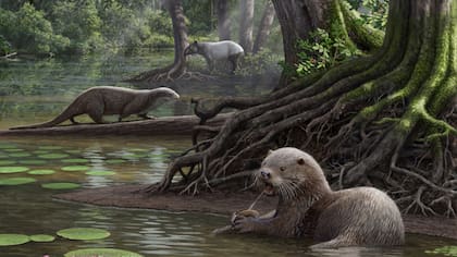 Recreación de dos ejemplares de la especie de nutria descubierta