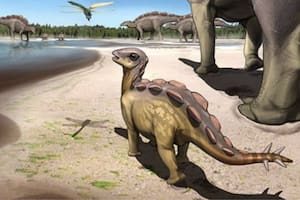 Hallazgo histórico: descubren la huella de un dinosaurio del tamaño de un gato