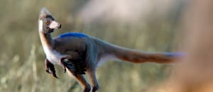 Un fósil patagónico cambia la perspectiva sobre un enigmático grupo de dinosaurios carnívoros