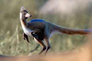 Un fósil patagónico cambia la historia de un enigmático grupo de pequeños dinosaurios carnívoros