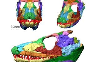 Reconstruyen en 3D el cráneo de un anfibio prehistórico y el resultado es sorprendente