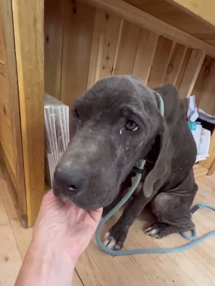 "Recuerdo haberla acariciado y sentir cada uno de los huesos de su cuerpo".