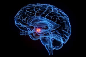 Un estudio del cerebro sugiere que los recuerdos traumáticos se procesan como experiencia presente
