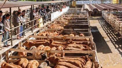 Recuperación de los precios en el mercado