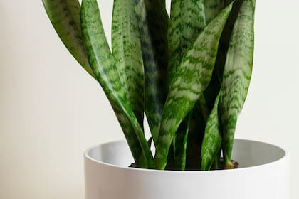 Reduce compuestos tóxicos en ambientes interiores