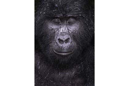 Reflexión de Majed Ali, Kuwait