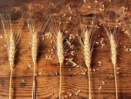 Regalar espigas en año nuevo atrae la prosperidad