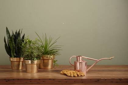 Regar o no regar, esa es la cuestión. Ante la duda, no lo hagas