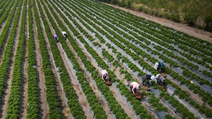 Regiones como Ica o la norteña Piura se han convertido en grandes centros de producción agrícola