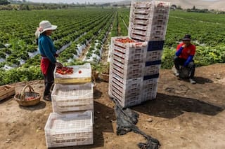 Así logró Perú convertir uno de los desiertos más áridos del mundo en un centro de producción de alimentos