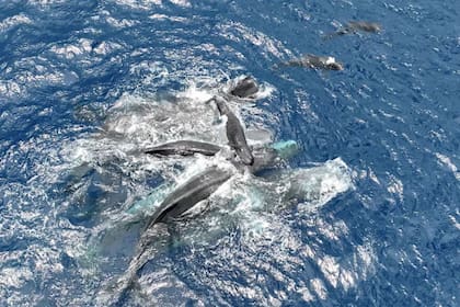 Registro inédito de un parto de ballena (Foto: Proyect CETI)