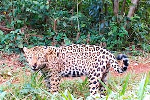 Misterio por la desaparición de dos cachorros de yaguaretés en Misiones