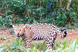 Misterio por la desaparición de dos cachorros de yaguareté en Misiones