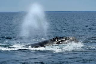 Regulador oceánico de EEUU enfrenta críticas por cambios a la norma de protección de la ballena franca