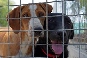 Reino Unido alertó de la crisis por el abandono de mascotas