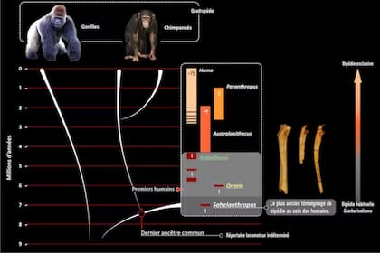 Relaciones de parentesco entre humanos, gorilas y chimpancés. El bipedismo se convirtió progresivamente en el modo locomotor dominante dentro de la rama humana a partir de una combinación de bipedismo y escalada de árboles, como se documenta en el Sahelanthropus