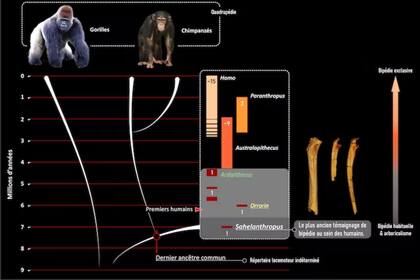 Relaciones de parentesco entre humanos, gorilas y chimpancés. El bipedismo se convirtió progresivamente en el modo locomotor dominante dentro de la rama humana a partir de una combinación de bipedismo y escalada de árboles, como se documenta en el Sahelanthropus