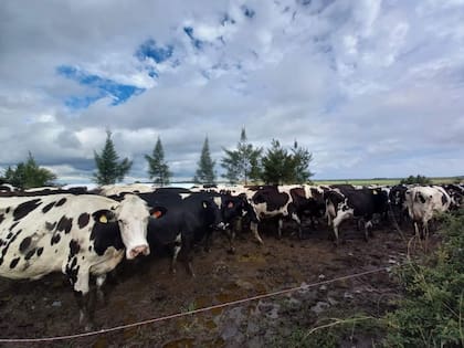 Remarcaron que "la matriz impositiva, junto con factores macroeconómicos y de mercado, genera un escenario de alerta sobre la rentabilidad"