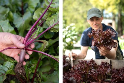 Remolachas y lechugas moradas recién cosechadas
