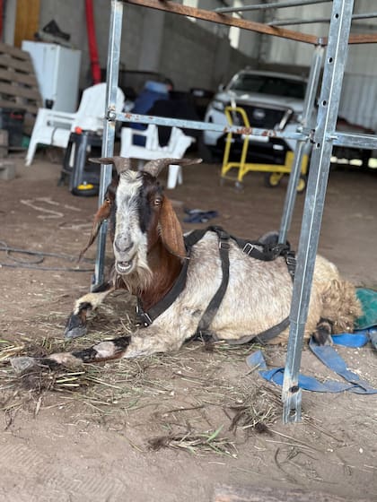 Renata, con el carro que le armaron para que fortalezca sus patas.