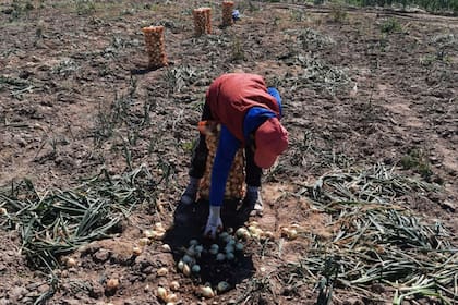 El trabajo infantil es ilegal pero está naturalizado en muchas regiones del mundo