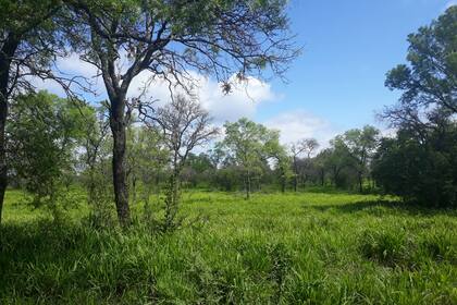 Renoval bien conservado