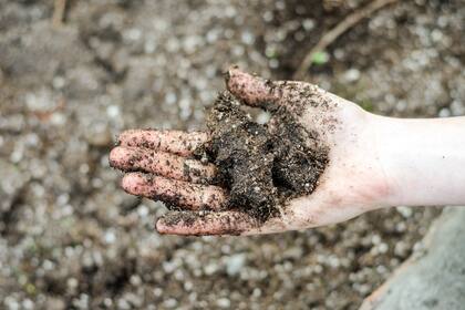 Renovar el sustrato de una maceta es una gran manera de revivir una planta