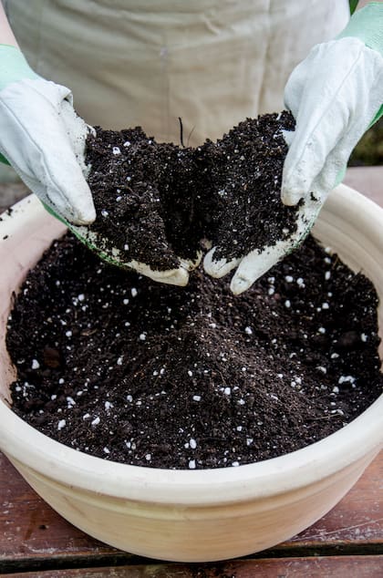Renovar el sustrato es una tarea fundamental cuando se cultiva en macetas