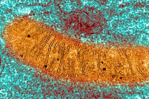 Qué es la mitocondria, fundamental para no enfermarse