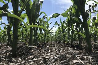Maíz en el sur bonaerense: ¿Más nitrógeno y menos plantas?