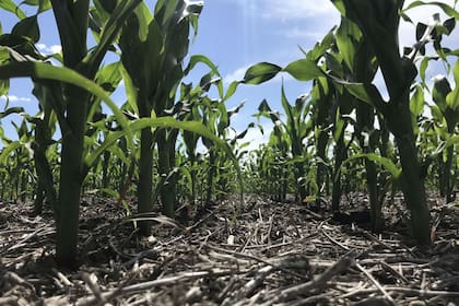 Repartir entre fechas tempranas y fechas tardías permitirá bajar los riesgos productivos