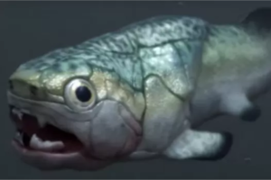 Hallaron el corazón más antiguo del mundo en un pez prehistórico: “Es alucinante”
