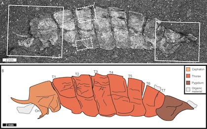 Representación de Magnicornaspis garwoodi que se encontraba en el museo