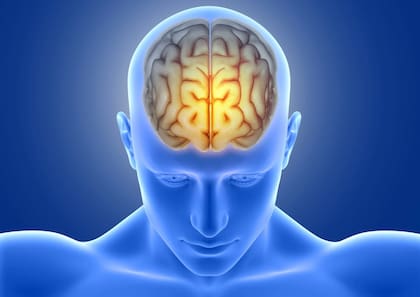 Representación del cerebro humano