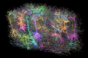Representación digital de las neuronas en una sección del cerebro de un ratón, parte de un proyecto para crear el mapa más grande hasta la fecha