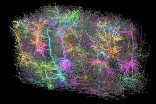 El mapeo de un minúsculo trozo de cerebro de ratón abre un camino inexplorado para entender la inteligencia humana
